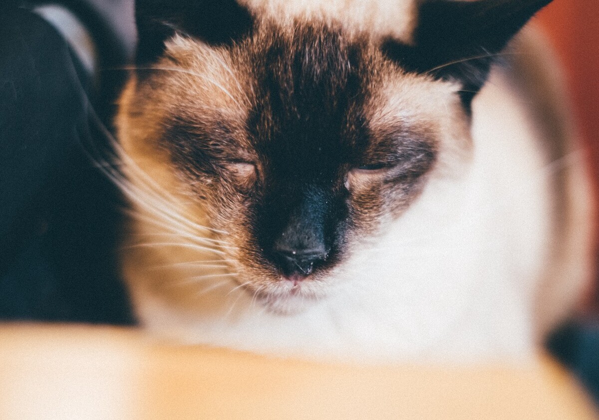 猫 猫科动物 动物 猫亚科 豹亚科 猫咪 家猫 野猫 喵星人 可爱的猫猫 英短 虎斑