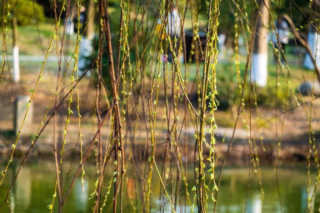 柳树 蓝天白云 风光 自然 植物 摄影 天空 树芽
