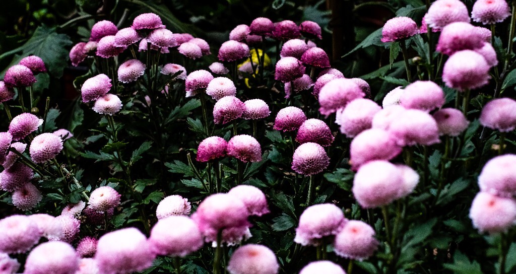 菊花 寿客 金英 黄华 秋菊 陶菊 日精 女华 延年 隐逸花 家菊 花儿 盛开的菊花