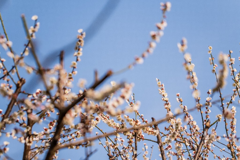 梅 梅花 植物 风光 花卉 花朵 花儿 摄影 旅行 赏花