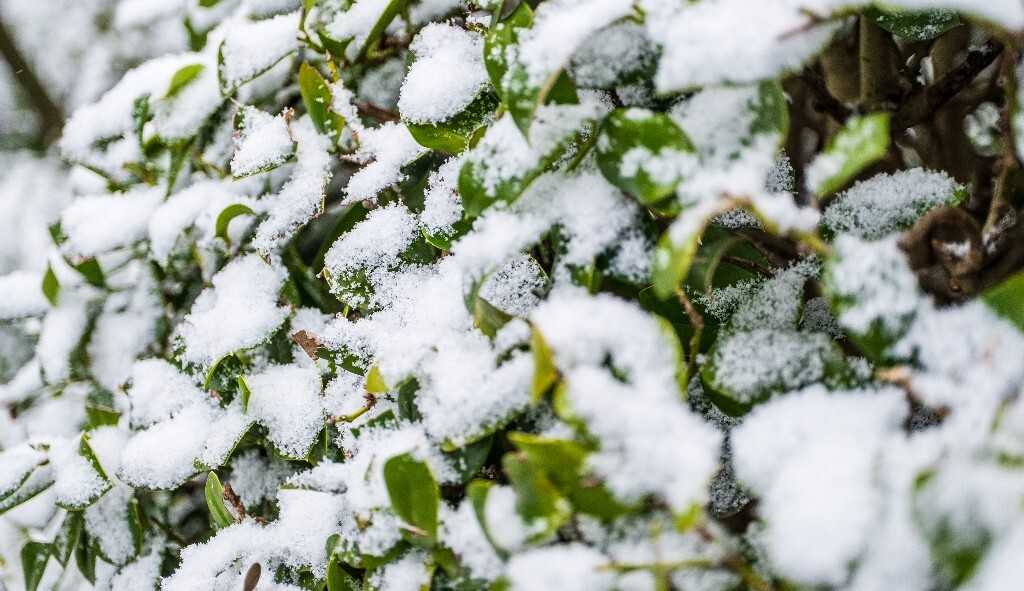 雪 雪景 自然 风光 环境 摄影 白雪 雪花 2024的第一场雪 树叶上的雪