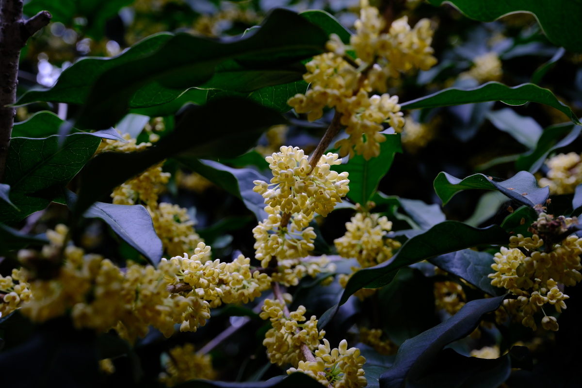 桂花 富士直出 风光 花朵花卉 风光摄影  桂花摄影 满觉陇