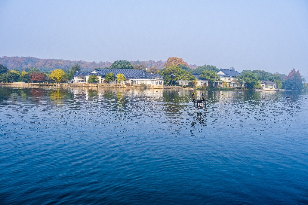 西湖水鸟 西湖风光 风光 西湖 风景 自然 湖水 图片 摄影