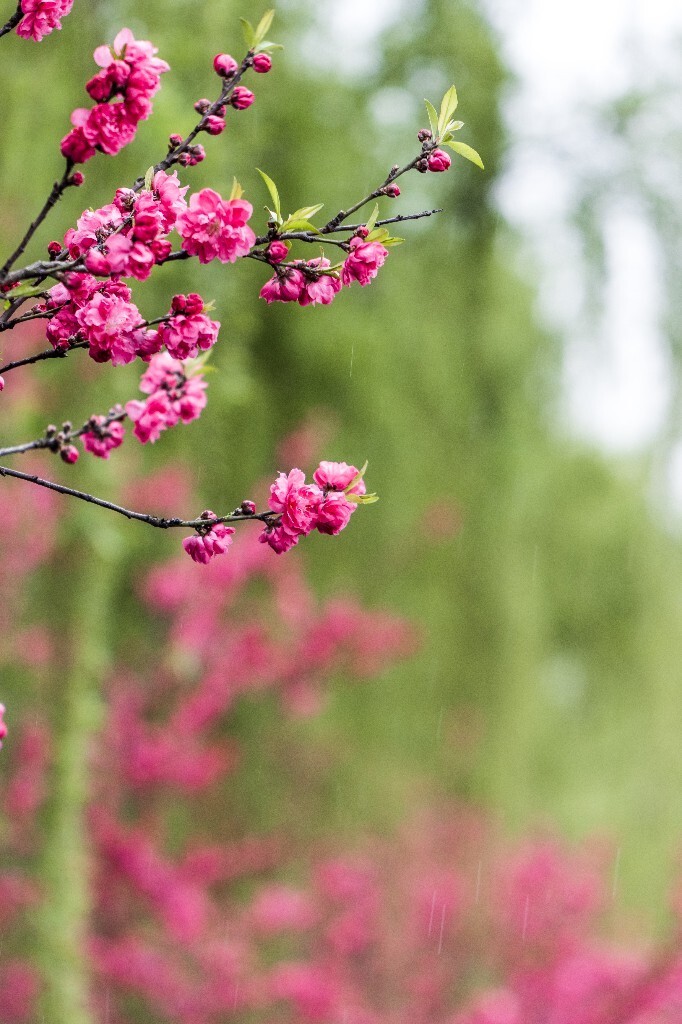 西湖桃花 桃花 自然 微距 风光 色彩 西湖之春 春天 桃红柳绿 西湖三月天
