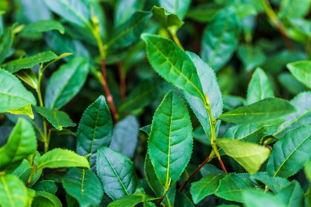 植物 风光 摄影 茶园风光 龙井茶园 旅行 自然 风光 采茶人