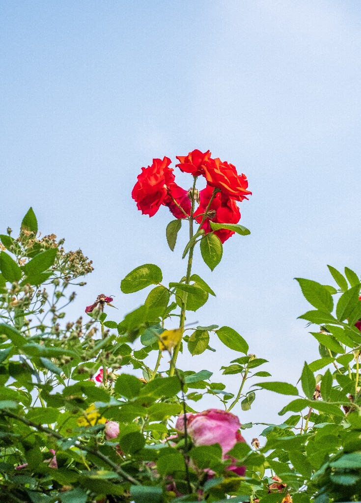 月季 摄影 风光 花儿  花中皇后 月月红 月月花 长春花 四季花 胜春 植物 花朵 