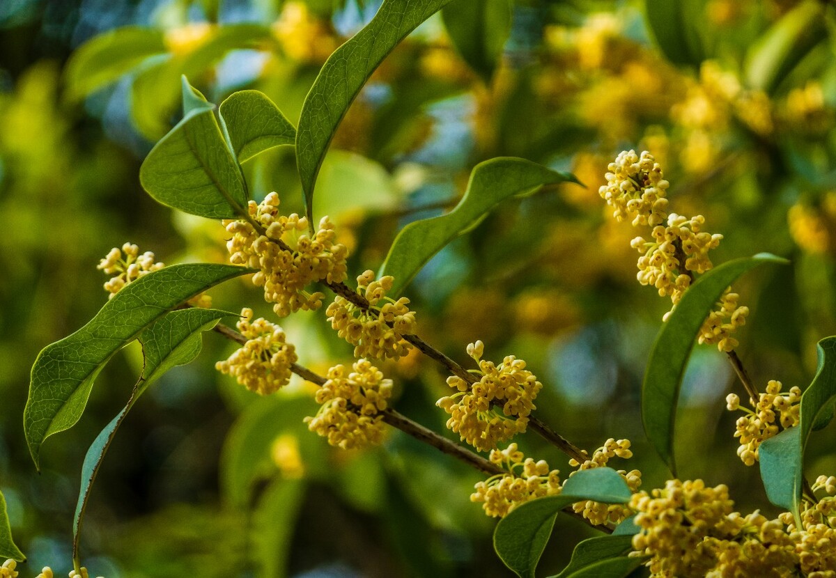 岩桂 木犀 九里香 金 植物 摄影 花草 桂花 金桂 银桂 丹桂 月桂