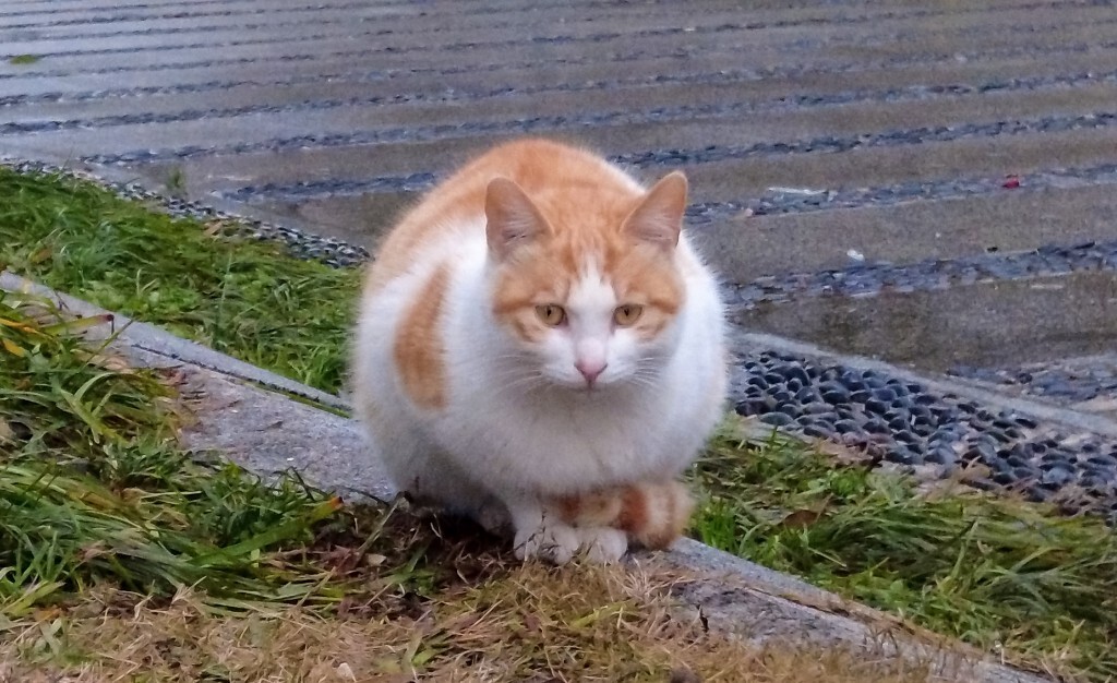 喵星人 猫猫 宠物 摄影 街道 旅行