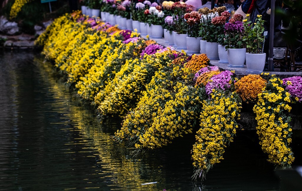 菊花 寿客 金英 黄华 秋菊 陶菊 日精 女华 延年 隐逸花 家菊 花儿 盛开的菊花