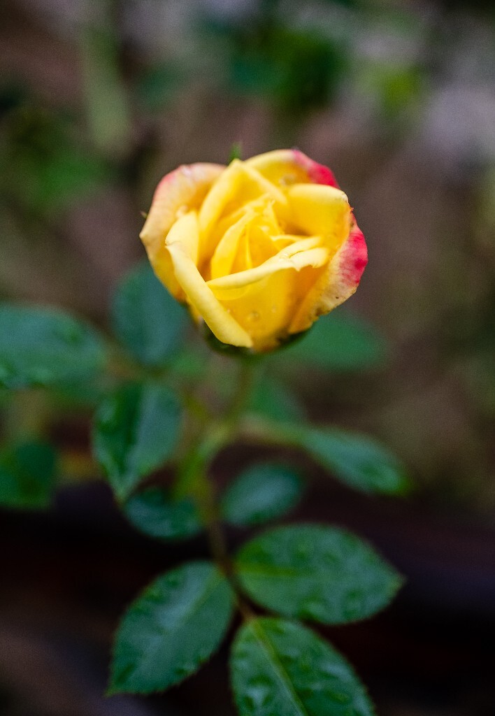 植物 花草 摄影 风光 微距 旅行 下雨天 月季 丰花月季 四季花 月月红