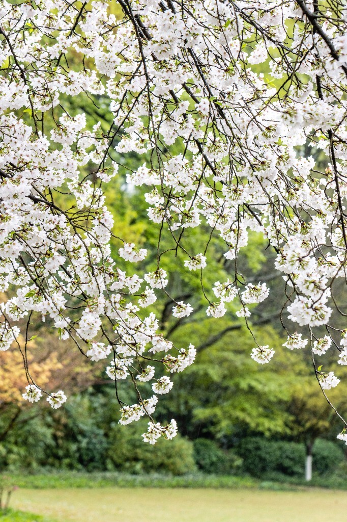 樱花 白色樱花 植物 风光 色彩 自然 环境 西湖春天 西湖之春 西湖风光 风景