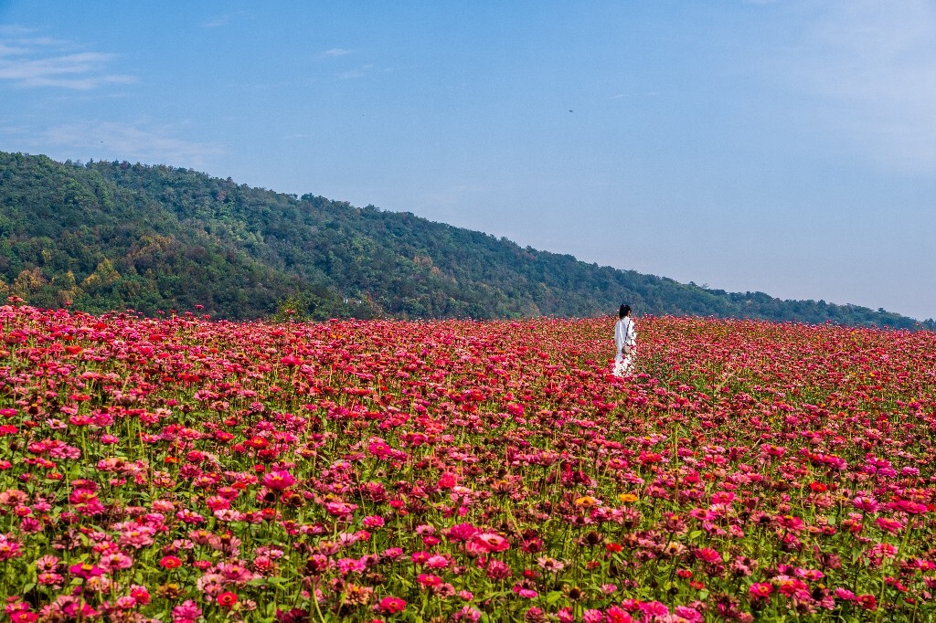 百日菊 百日草 步步高 火球花 对叶菊 秋罗 步步登高 不等高 植物 摄影 风光 自然 蓝天白云