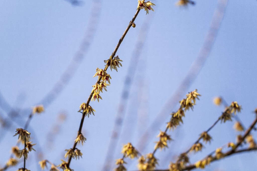 金梅 腊梅 蜡花 蜡梅花 蜡木 麻木紫 石凉茶 唐梅 香梅 植物 花朵 花草 摄影 风光 自然