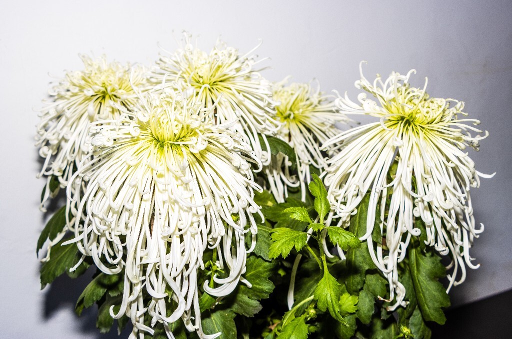 菊花 寿客 金英 黄华 秋菊 陶菊 日精 女华 延年 隐逸花 家菊 植物 花朵 图片 摄影 旅行 菊花展
