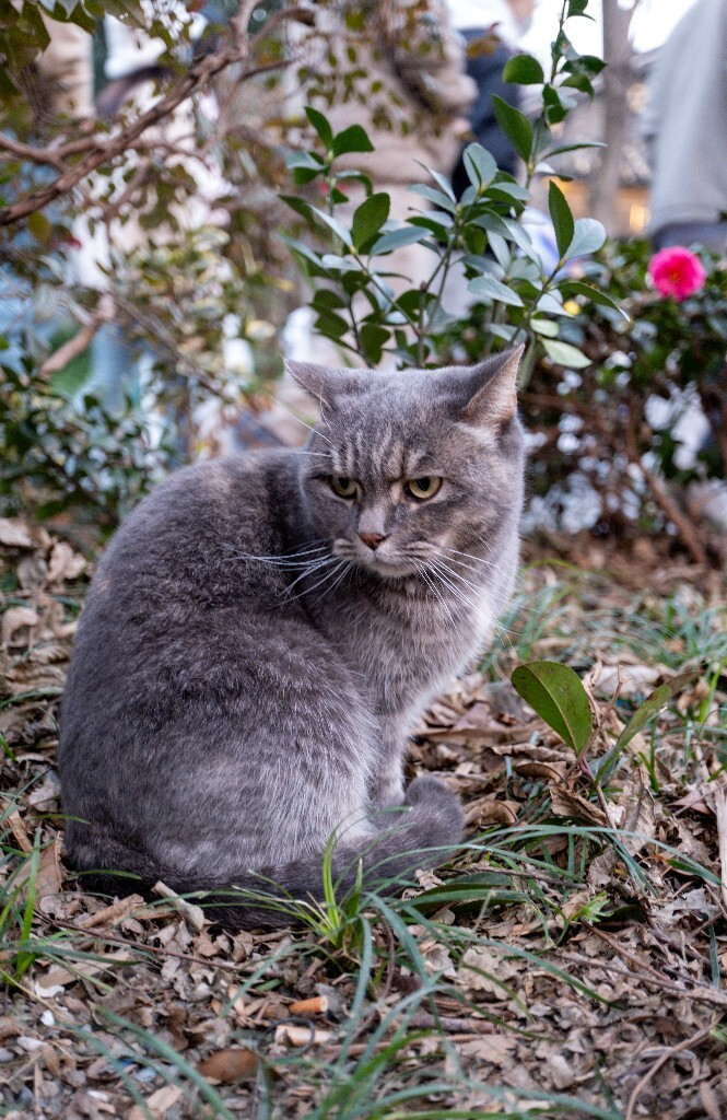 猫猫 动物 宠物 宠物摄影 喵星人 