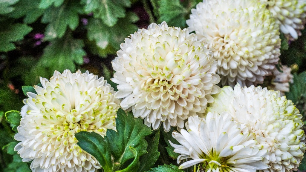 菊花 寿客 金英 黄华 秋菊 陶菊 日精 女华 延年 隐逸花 家菊 花儿 盛开的菊花