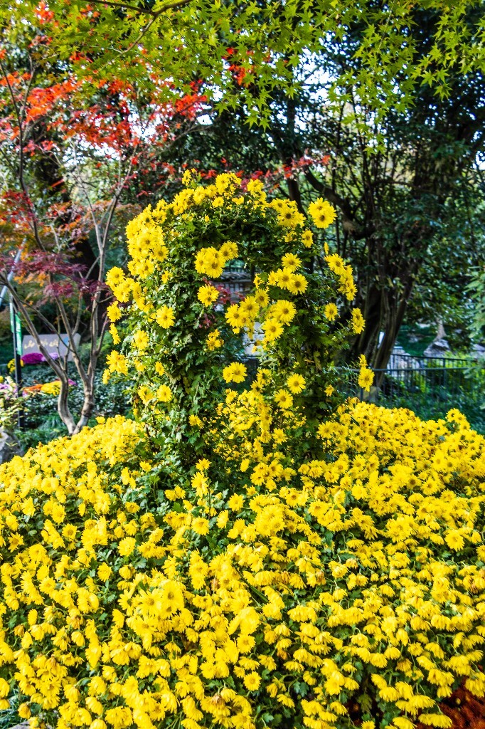 菊花 寿客 金英 黄华 秋菊 陶菊 日精 女华 延年 隐逸花 家菊 植物 花朵 图片 摄影 旅行 菊花展 花篮