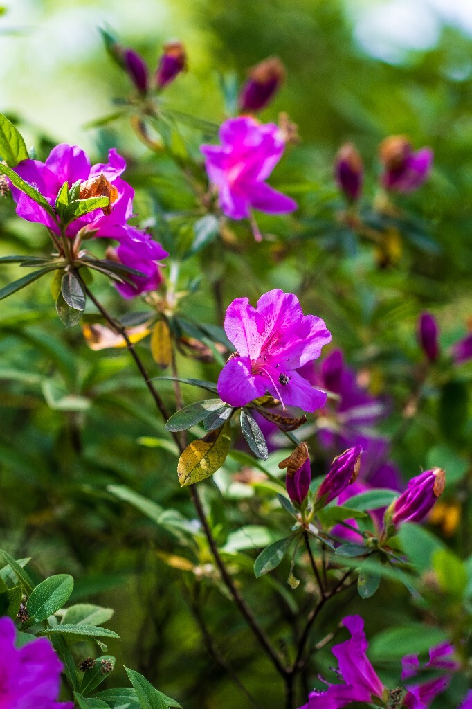 杜鹃 杜鹃花 山踯躅 山石榴 映山红 照山红 唐杜鹃 花朵 花草 植物 摄影