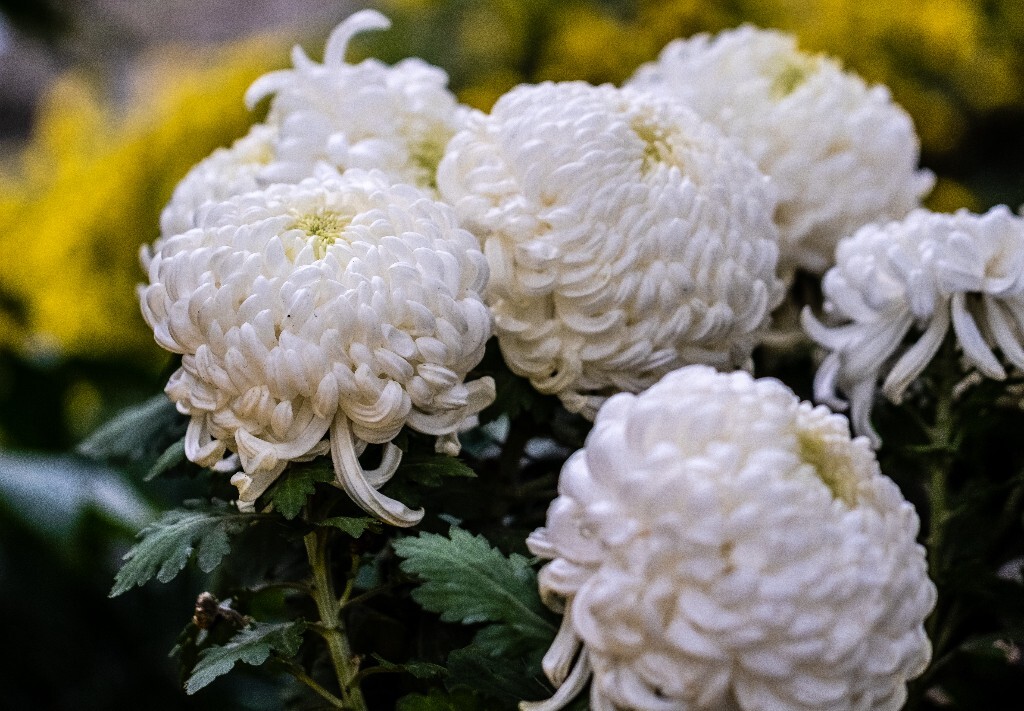 菊花 寿客 金英 黄华 秋菊 陶菊 日精 女华 延年 隐逸花 家菊 花儿 盛开的菊花
