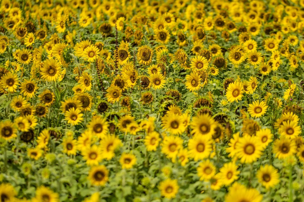 葵花 向阳花 望日葵 朝阳花 转日莲 向日葵 太阳花 花儿 旅行 摄影 自然