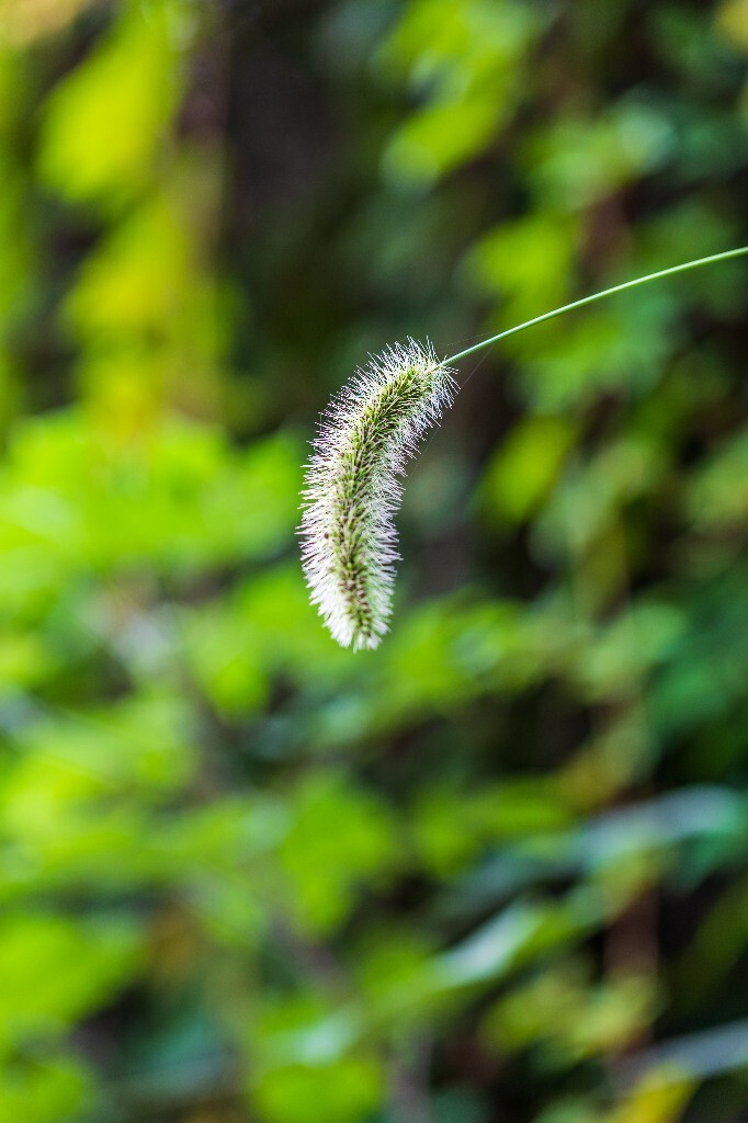 狗尾草 狗尾巴草  植物 草 风光 摄影