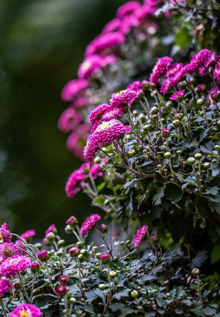 菊花 寿客 金英 黄华 秋菊 陶菊 日精 女华 延年 隐逸花 家菊 花儿 盛开的菊花