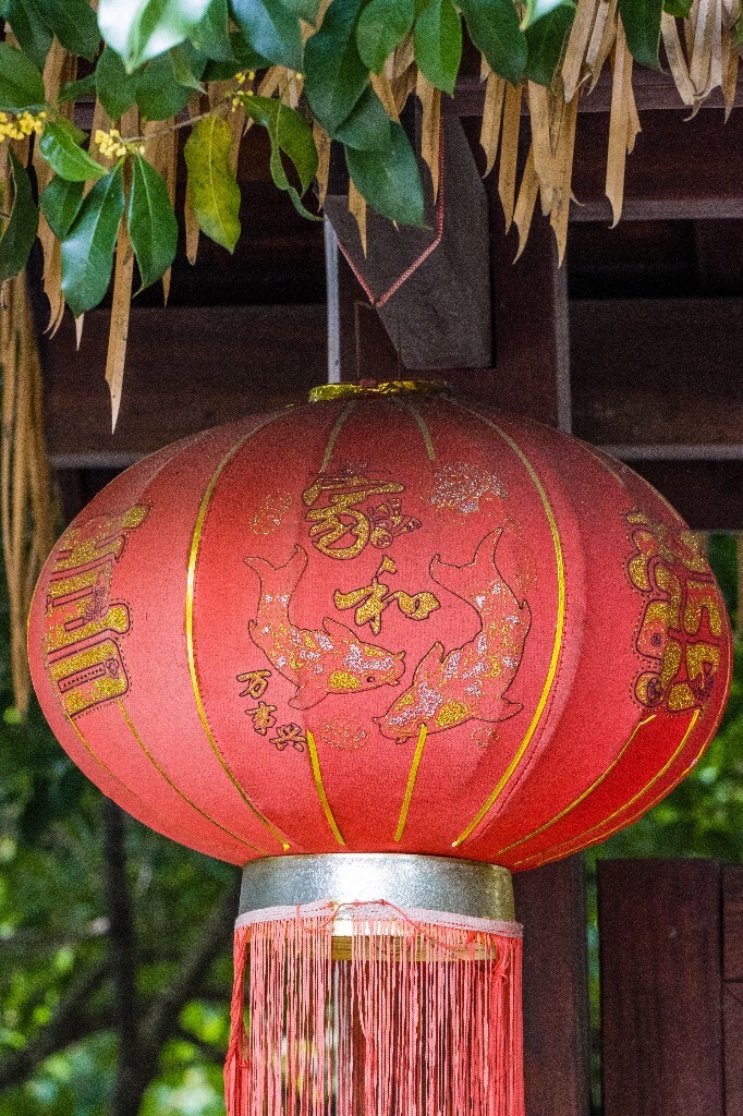 灯笼 桂花 摄影 风光 自然  家和万事兴  喜 發