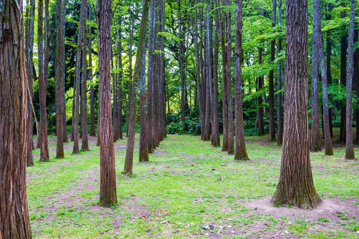 自然 风光 树林 森林 水杉 摄影 素材 