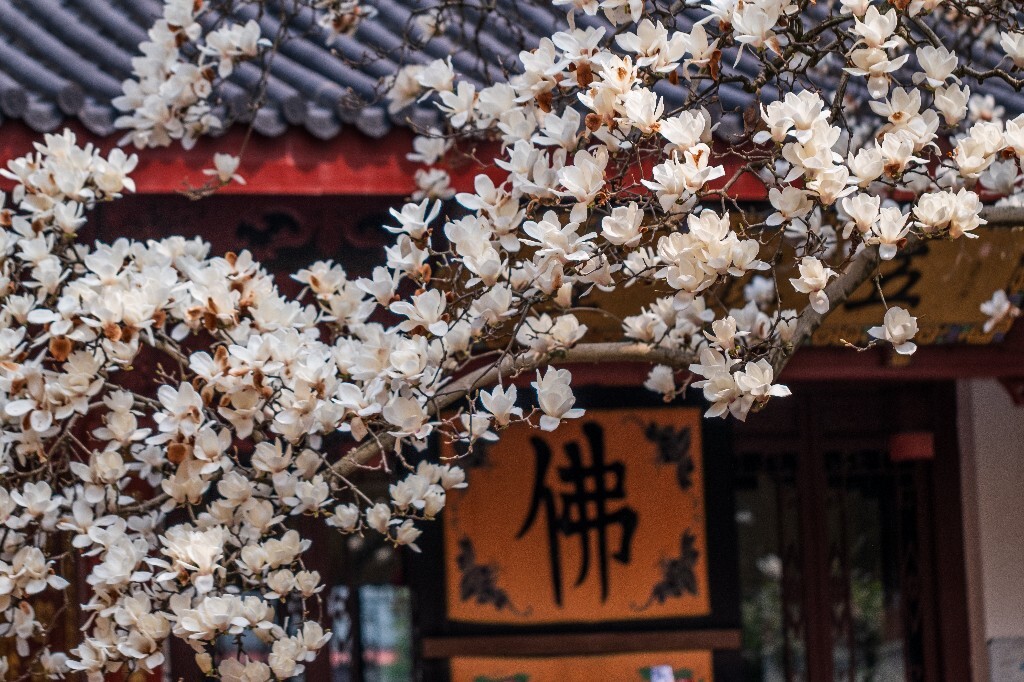 玉兰 玉兰花 植物 微距 摄影 风光 自然 法喜寺 500年玉兰 旅行 白色的玉兰