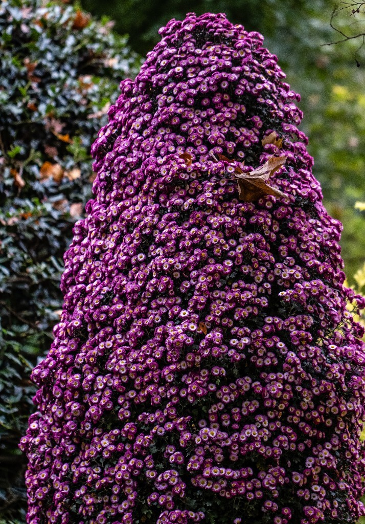 菊花 寿客 金英 黄华 秋菊 陶菊 日精 女华 延年 隐逸花 家菊 花儿 盛开的菊花