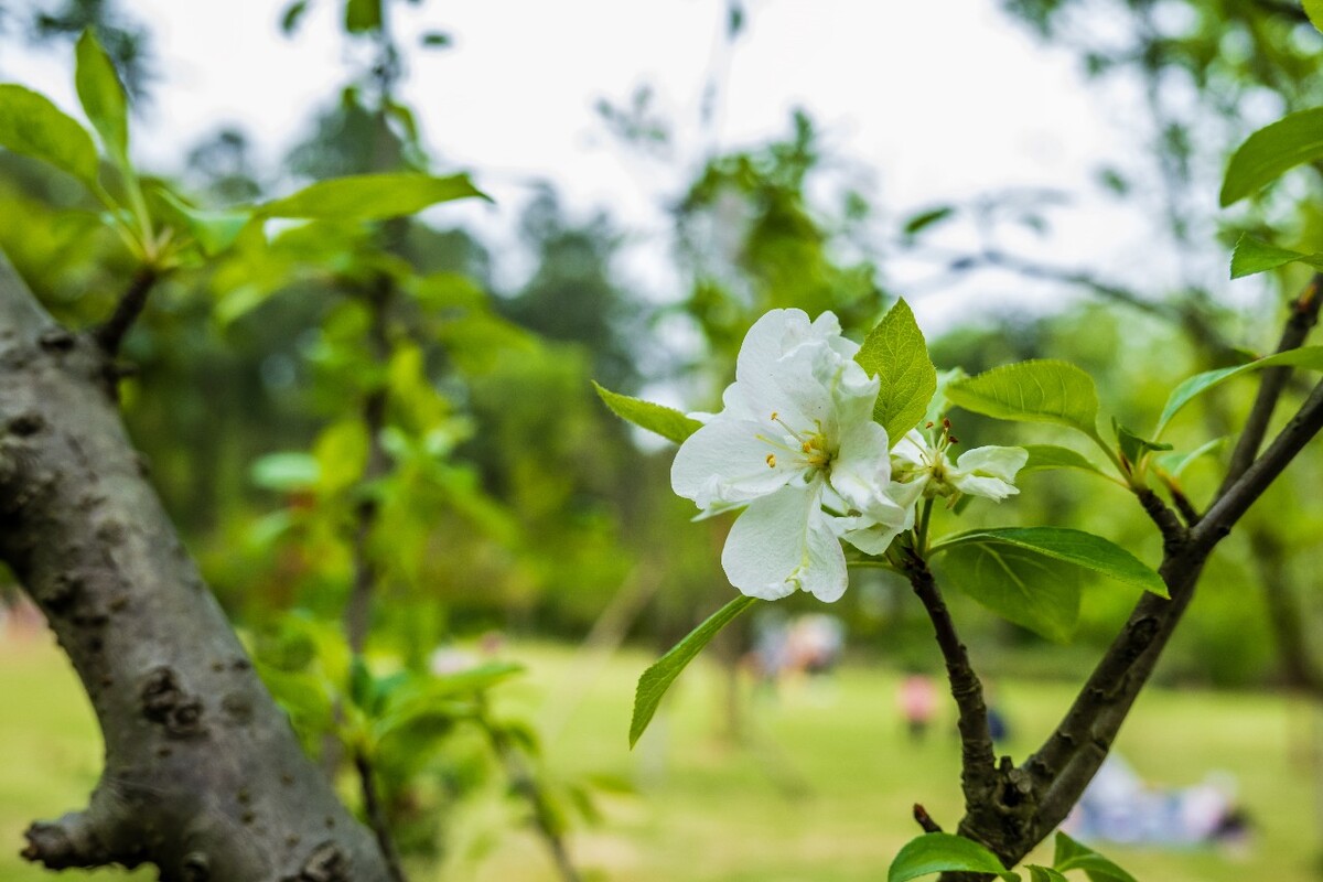 花 植物 摄影 图片 花朵 花草 旅行 白色的小花 海棠花