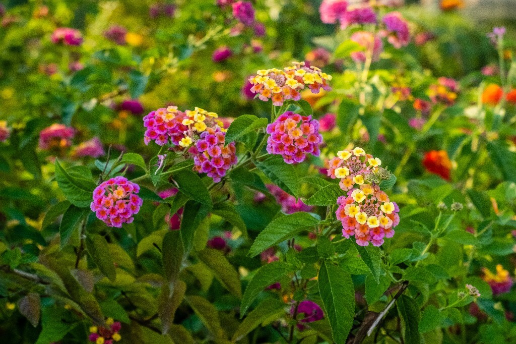 马缨丹 五色梅 臭草 植物 花朵 花草 摄影 旅行