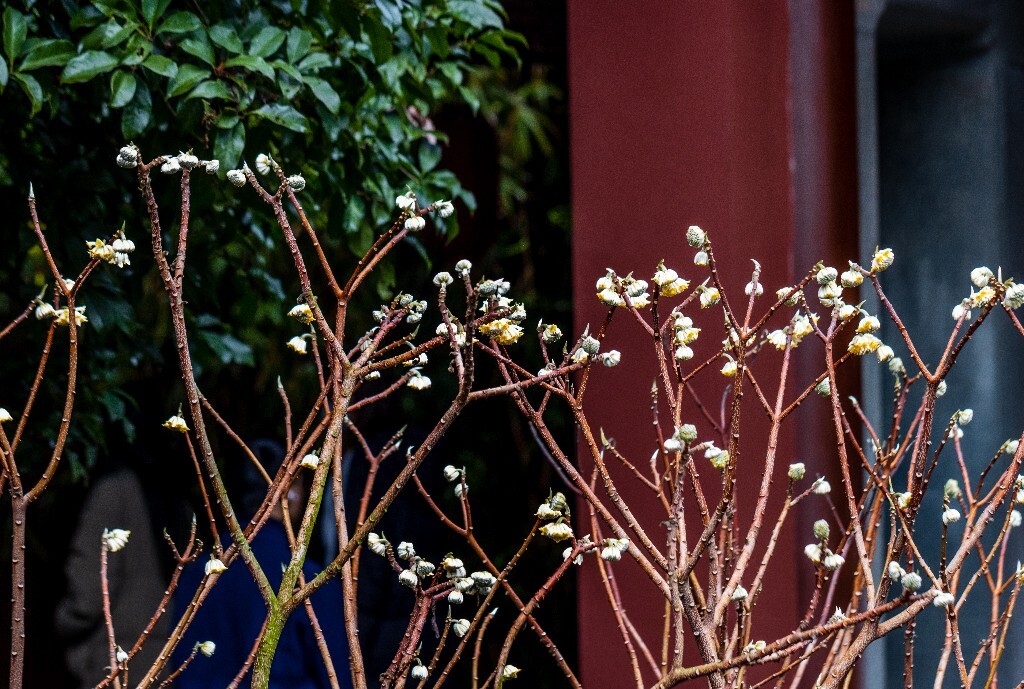 打结花 打结树 黄瑞香 喜花 梦冬花 岩泽兰 三桠皮 三叉树 蒙花 家香 山棉皮 雪花皮 梦花