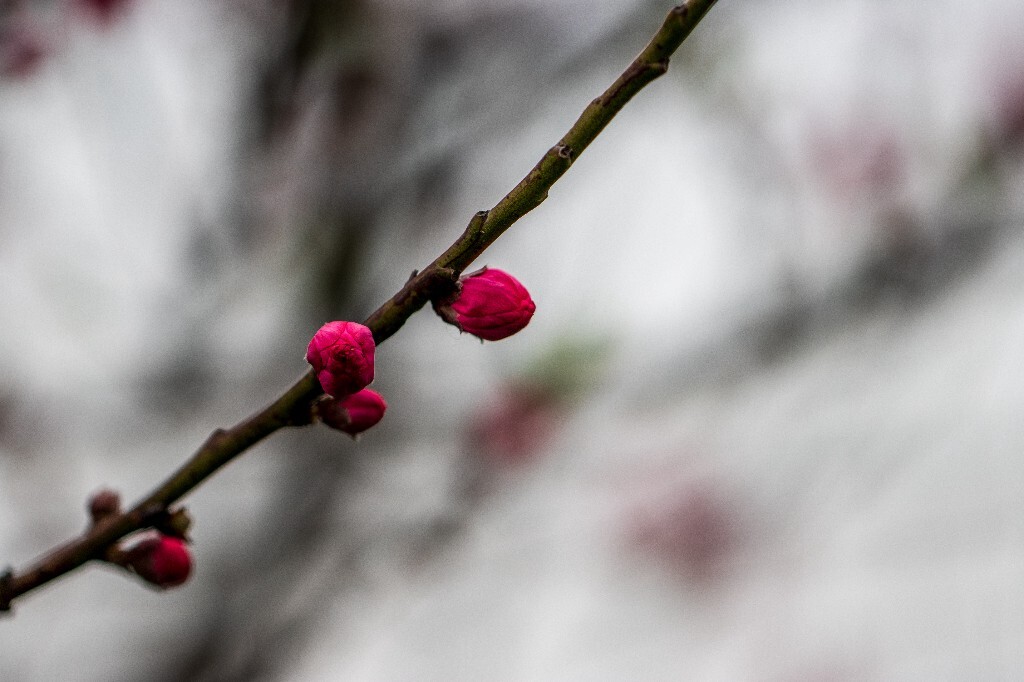 桃花 西湖桃花 西湖风光 自然 色彩 春天 西湖之春 花朵 花儿 桃红柳绿