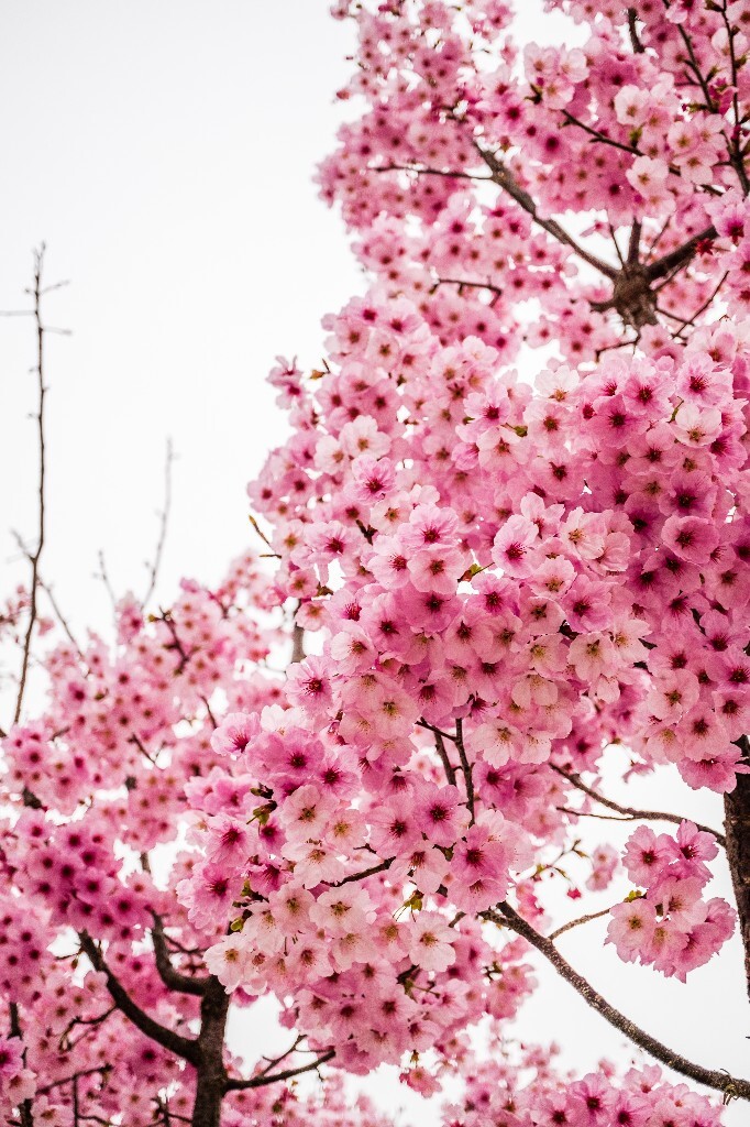 粉色樱花 色彩 花 花朵 花儿 樱花 <a href="https://tuchong.com/tags/%E6%84%9F%E7%9F%A5%E6%98%A5%E5%A4%A9%E6%9D%A5%E4%B8%B4%E7%9A%84%E7%9E%AC%E9%97%B4/" target="_blank">#感知春天来临的瞬间</a>