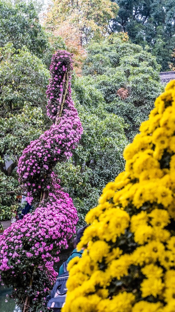菊花 寿客 金英 黄华 秋菊 陶菊 日精 女华 延年 隐逸花 家菊 摄影 植物 花朵  花儿 盛开的菊花 秋菊