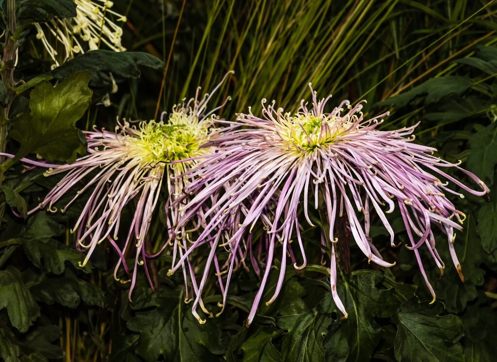 菊花 寿客 金英 黄华 秋菊 陶菊 日精 女华 延年 隐逸花 家菊 植物 花朵 图片 摄影 旅行 菊花展