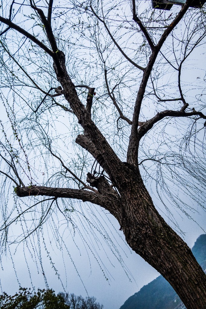 柳树 风光 西湖风光 自然 摄影 西湖柳树 旅行 春天 植物 柳叶