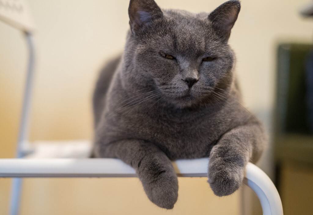 猫 宠物 动物 图片 摄影 喵星人 猫猫