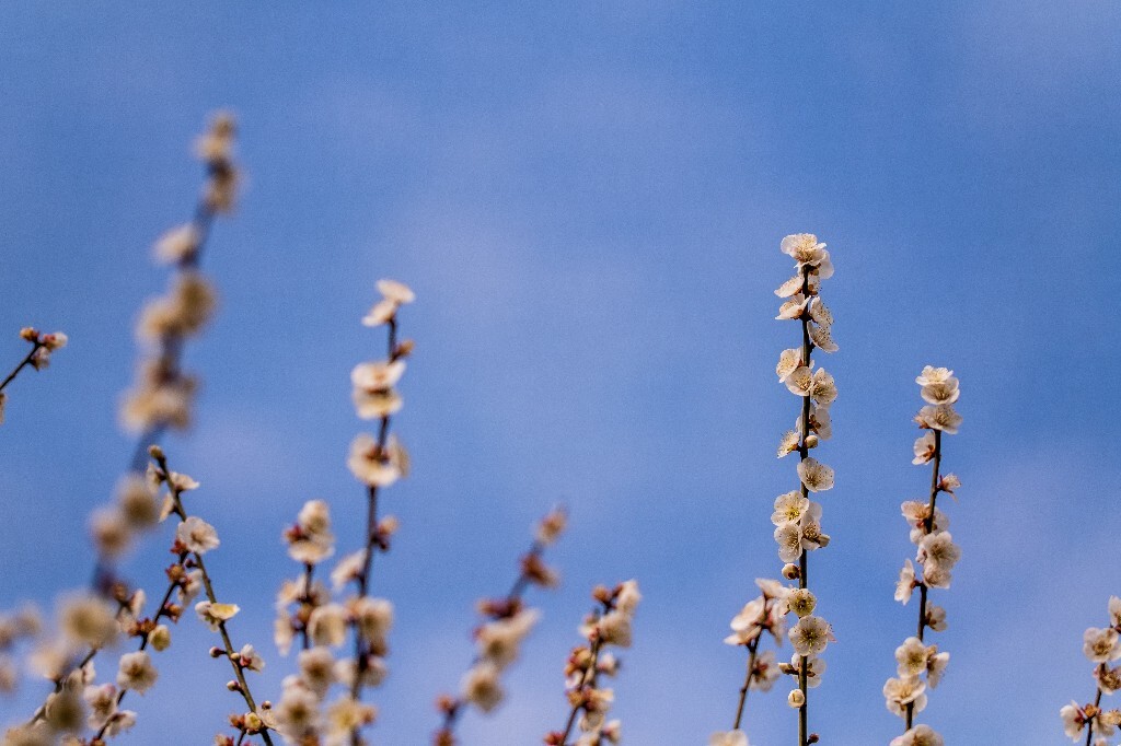 梅 梅花 植物 风光 花卉 花朵 花儿 摄影 旅行 赏花
