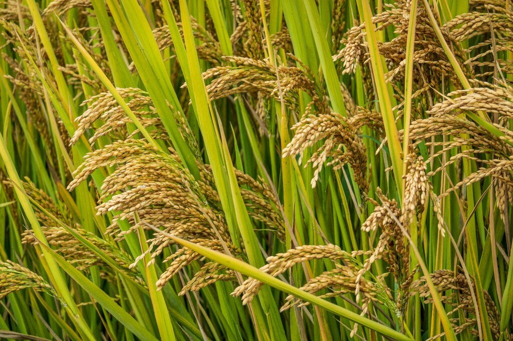 植物 风光 稻田 植物 金黄色的稻田 稻子 水稻 丰收 喜悦
