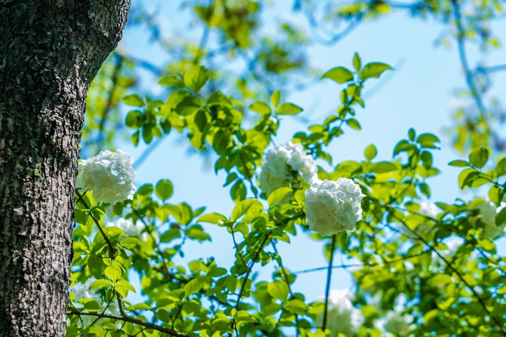 粉团花 紫阳花 八仙花 绣球 木绣球 草绣球 紫绣球 花朵 花儿 植物 摄影