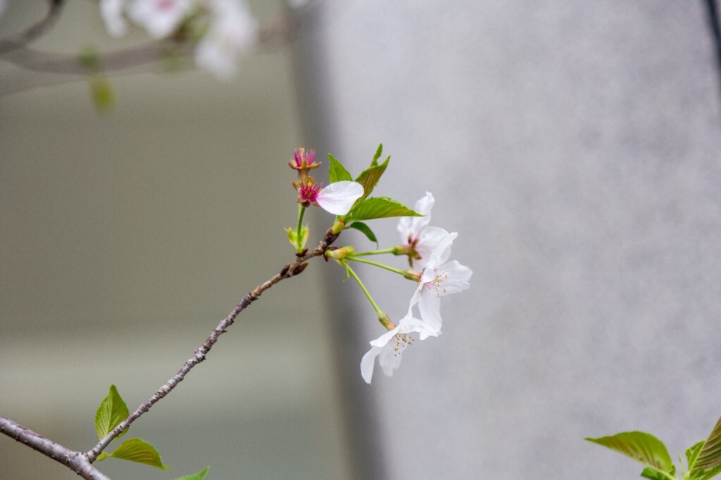 樱花 植物 摄影 自然 风光 环境 白色的樱花 粉色的樱花