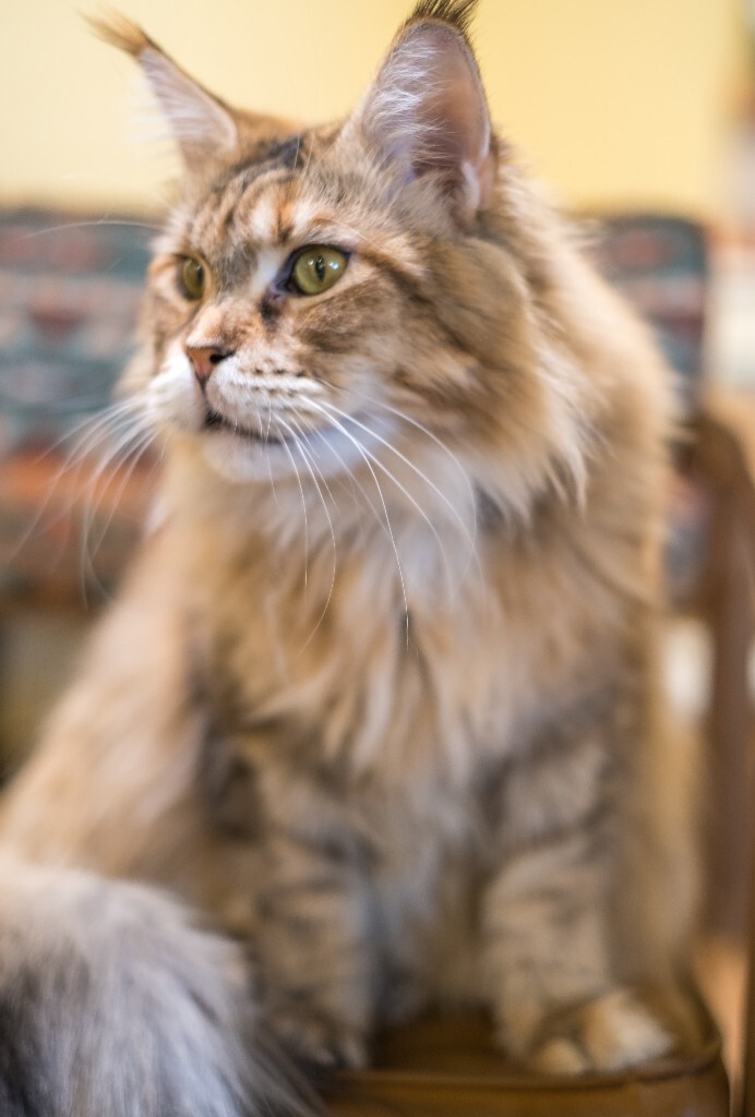 猫 宠物 动物 图片 摄影 喵星人 猫猫