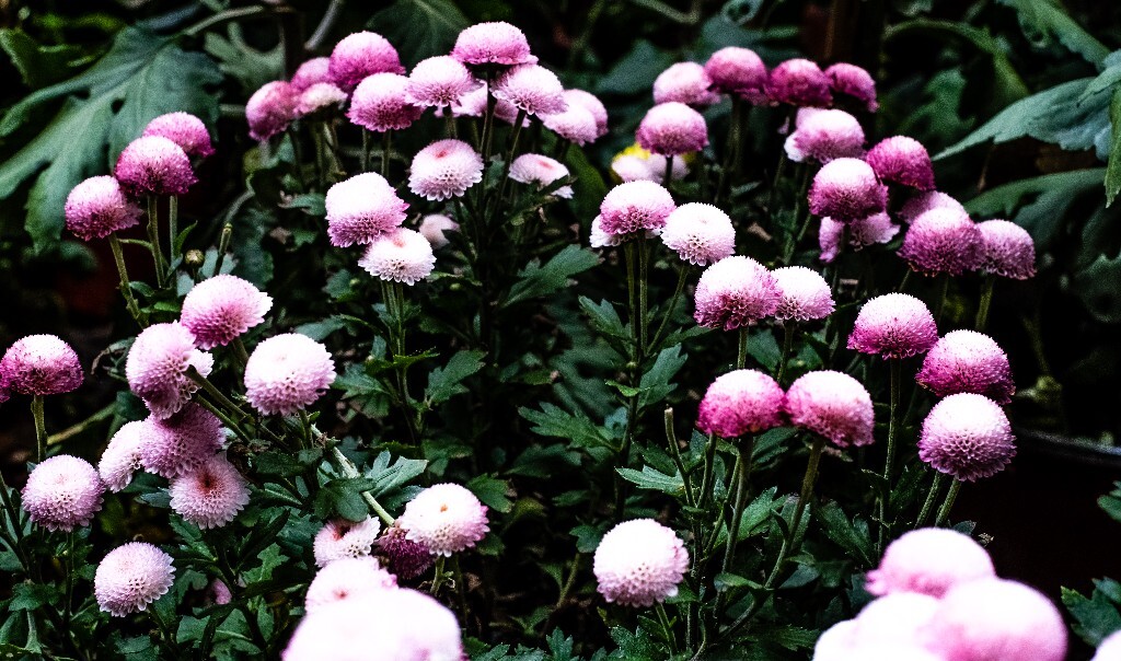 菊花 寿客 金英 黄华 秋菊 陶菊 日精 女华 延年 隐逸花 家菊 花儿 盛开的菊花
