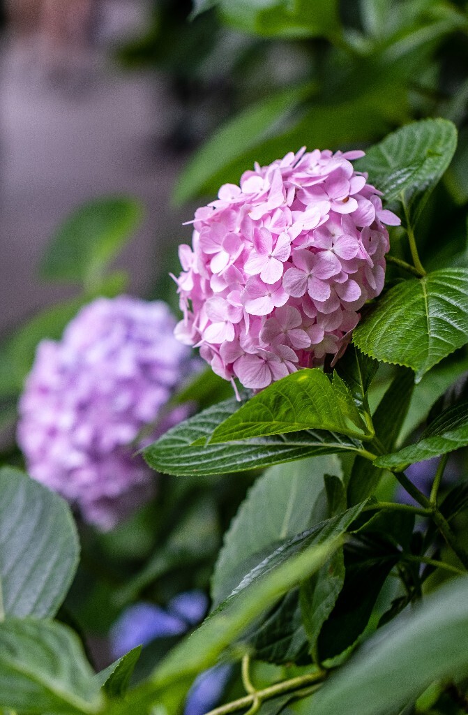 八仙花 粉团花 草绣球 紫绣球 紫阳花  绣球 绣球花 摄影 植物 花朵 花儿