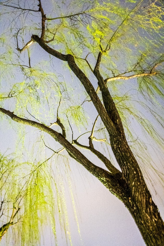柳树 风光 自然 西湖风光 植物 叶子 柳叶 旅行 摄影 西湖柳树