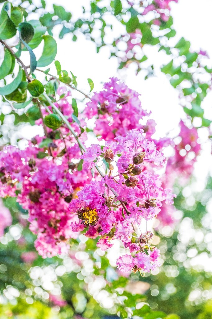 紫薇花 鹭鸶花 五里香 红薇花 百日红 佛相花 满堂红 怕痒花 猴刺脱 痒痒花 宝幡花、五爪金龙 狗骨头 紫金标 紫兰花 阿米茶 紫荆花 紫金花 蚊子花 植物 花朵 微距 风光 自然 色彩