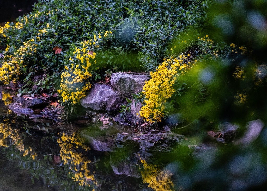 菊花 寿客 金英 黄华 秋菊 陶菊 日精 女华 延年 隐逸花 家菊 花儿 盛开的菊花