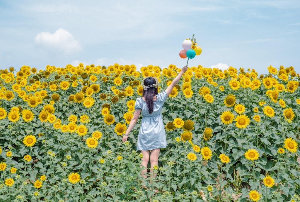 人像 背影 自然 风光 向日葵 花海 太阳花 转日莲